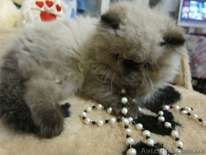 Персик 2 мес Гималайский Колор Поинт  #710828