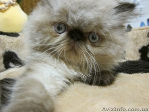 персики котята мальчики и девочки2мес #712373