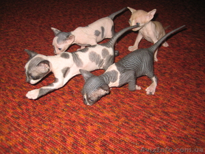 Продаю Канадских Сфинксов! #716940