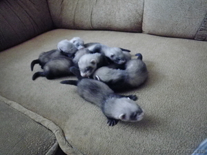 Домашние хорьки. #711481