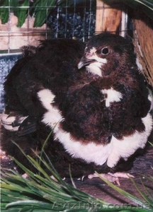 перепела мясных пород инкубационное яйцо #725159