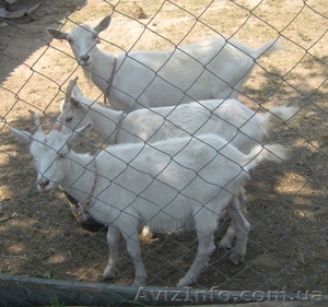 зааненские молодые козочки #711020