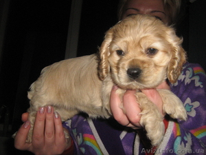 продам щенков  кокер-спаниеля #728378