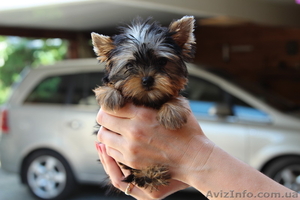 щенок, йорк, йоркширский терьер #706801