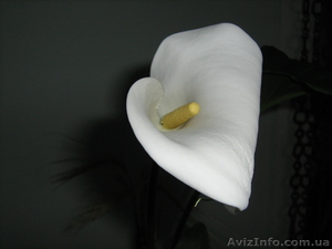 Калла белая эфиопская #720529