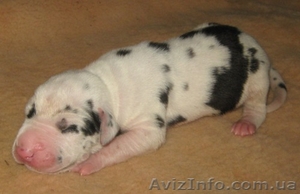 щенки немецкого дога из питомника Lunaya Dolina #710866