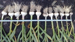  Продам чеснок (зубок,  однозубка) #703045