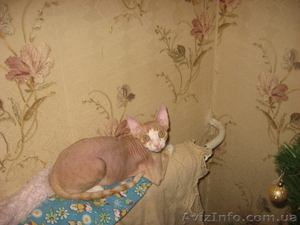 кот завет на вязку кошечку . #717182