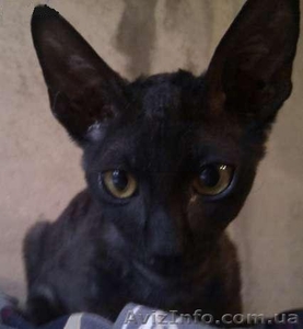 Очень ласковый котик корниш-рекс #713680