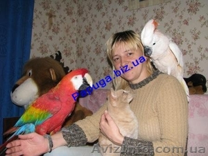 Элитные попугаи из питомника«Г.Р.А.Ф.». #708802