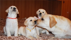 продам высокопородных щенков лабрадора #715353