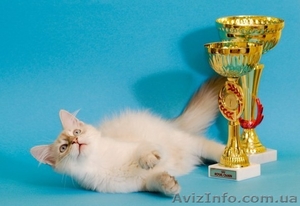 Котята шоу-класса #715396