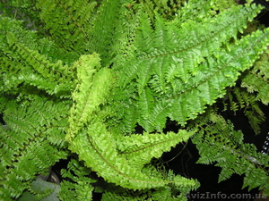 Продам комнатные растения-детки #724548