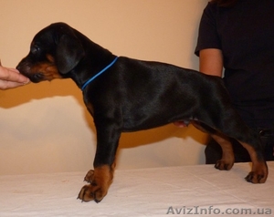 доберманы спасатели #711170