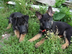 щенок немецкой овчарки (девочка) #725990