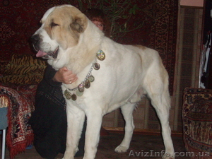 щенки среднеазитской oвчарки #708174