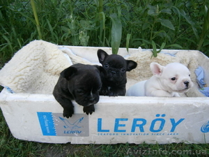 Щенки французкого бульдога,  1 месяц #704807