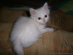 Малышка ищет дом! #714274