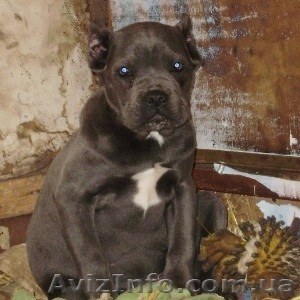Щенки Кане Корсо.... #722612