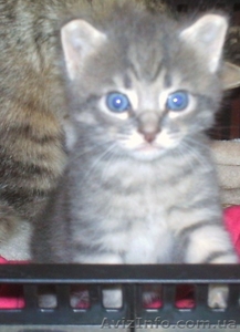 котьонок                                                                         #704974