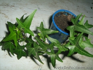 Плющ для комнаты  #720530