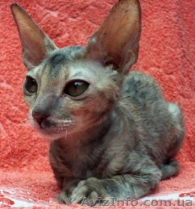 Подрощенная кошечка корниш-рекс #713682