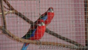Продам попугаев РОЗЕЛЛА #728305