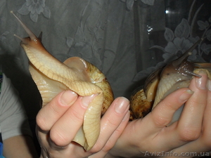 Продам гигантских улиток ахатин #707550