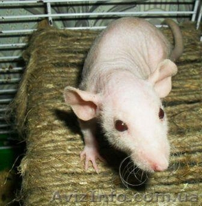 Крысята сфинкс-дамбо на продажу #717592