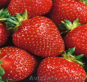 Продам саженцы клубники Сельва и Фестивальная #709372