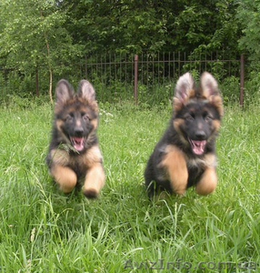 Щенки Немецкой Овчарки от Элитных Родителей продажа Кривой Рог #715678