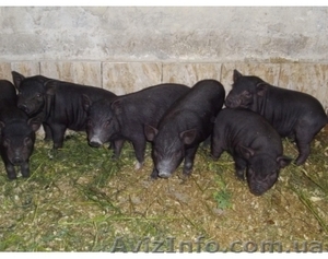 Въетнамские  черного цвета #701965