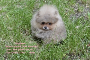 Померанский шпиц шоу-класса! #714174