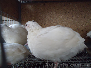 Молодняк перепелов,  инкубационное яйцо перепелов #723362