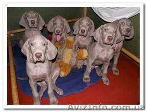 Веймаранер,  щенки веймаранера рождены  04.06.2012 #723774