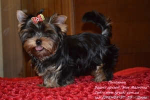 Эксклюзивные щеночки йоркширского терьера VIP-Classa #705092