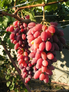 видео уроки по садоводству и дизайну #718007