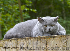 Чудесные британские черные мальчик и девочка #704173