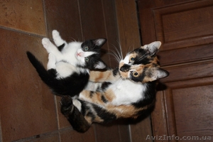 Отдам котят в хорошие руки!!! #738116