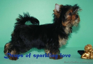 Продам кобеля йоркширского терьера #742635
