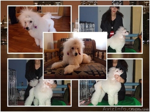  очень красивый белый карликовый пудель приглашает на вязку   #737084