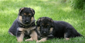 Щенки немецкой овчарки шоу класса #732546