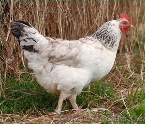 продам петушков подрощенных 