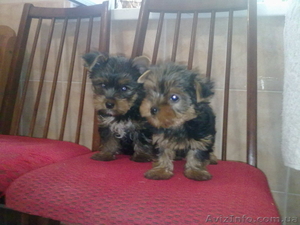 Продам щенков йоркширского терьера! #743642