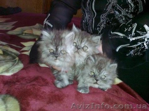 СРОЧНО ПРОДАМ КОТЯТ #737029