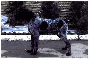 Щенки дратхааров ждут вас! #732226