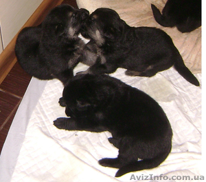 Продаю щенков восточно-европейской овчарки с хорошей родословной #744772