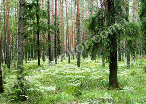 Приватизированный участок 20 соток в природоохранной зоне. #745290