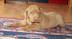 ПРОДАЮ щенков породи венгерская вижла! #739190