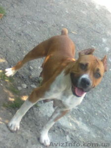 продам щенков амстаффа срочно  #731285